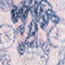 LILA/ BLAU/ WEISS