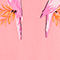 ROSA/ PINK