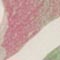 LILA/ GRÜN/ PINK