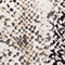 CREME/ SCHWARZ/ BEIGE
