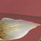ROSÉ/ GRÜN