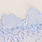 ROSA/ HELLBLAU
