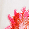 WEISS/ PINK