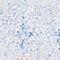 HELLBLAU/ IVORY/ ROSA