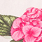 ROSÈ/ SCHWARZ