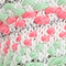 CREME/ HELLGRÜN/ ROSA