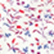 ECRU/ ROT/ BLAU