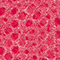CASSIS