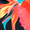 BLAU/ ROT/ ORANGE