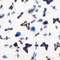 WEISS/ BLAU