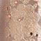 BEIGE/ ROSÉ