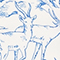 BLAU/ WEISS