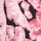 ROSA/ SCHWARZ