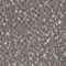 KHAKI/ SILBER