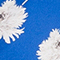 BLAU/ WEISS/ GELB