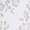 BEIGE/ HELLGRAU MELIERT