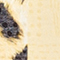 GELB