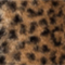 CAMEL/ SCHWARZ/ CREME