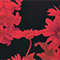 ROT/ SCHWARZ