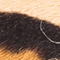 CAMEL/ HELLBRAUN/ SCHWARZ