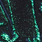 220 Grün