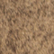 BRAUN