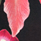 SCHWARZ/ FUCHSIA/ GRÜN
