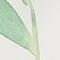 CREME/ GRÜN/ PETROL