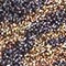 GOLD/ SCHWARZ