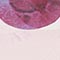 HELLROSA/ FUCHSIA/ WEISS