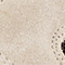 ANTHRAZIT/ BEIGE