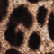 CAMEL/ SCHWARZ