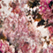 CREME/ PINK