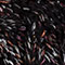 SCHWARZ/ ROSE