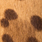 CAMEL/ BRAUN