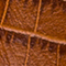 BRAUN