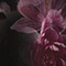 SCHWARZ/ FUCHSIA