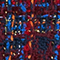 DUNKELBLAU/ BLAU/ ROT