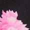 SCHWARZ/ PINK