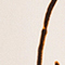 ECRU/ COGNAC/ SCHWARZ