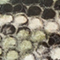 HELLGRAU/ SCHWARZ/ CREME