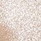 BEIGE/ SILBER