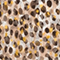 BEIGE/ GELB