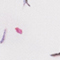 WEISS