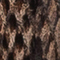 BRAUN/ SCHWARZ