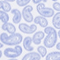BLAU/ WEISS