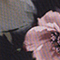 SCHWARZ/ ROSE/ HELLGRÜN