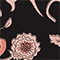 SCHWARZ/ ROSE