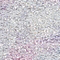ROSE/ BLAU/ LILA