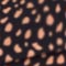 SCHWARZ/ ROSE